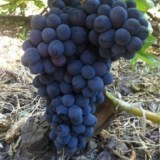 Мускат Изюмский_0x160 Наш сад